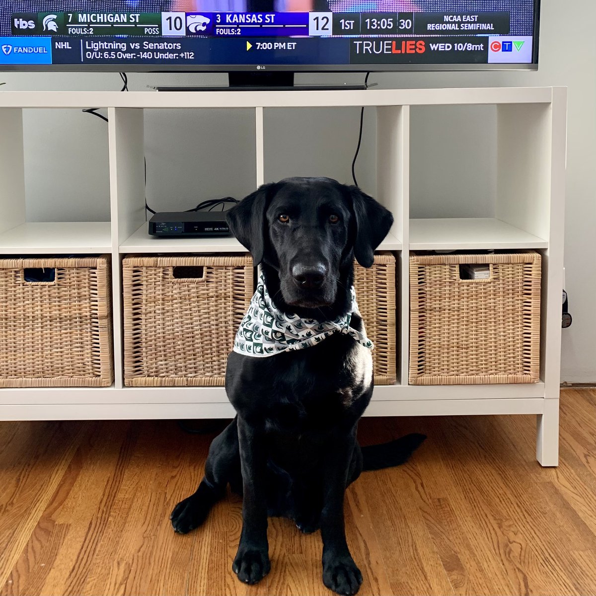 Go green! 💚🏀

#nationalpuppyday