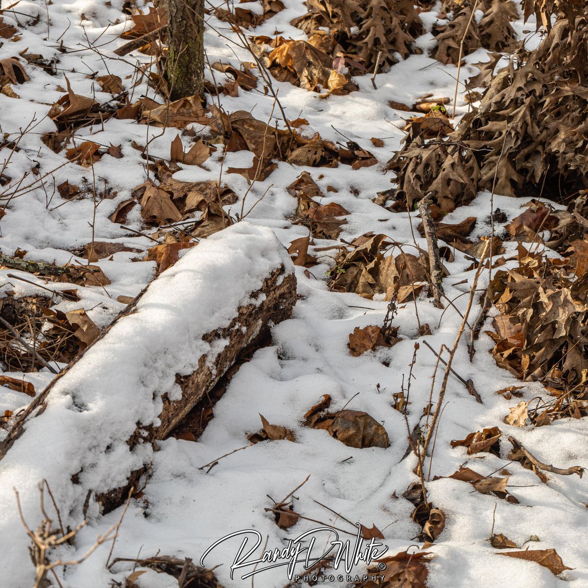 randydwhite's tweet photo. The snowy floor of the forest ... soon it will be spring! https://t.co/U6hva4cBlQ