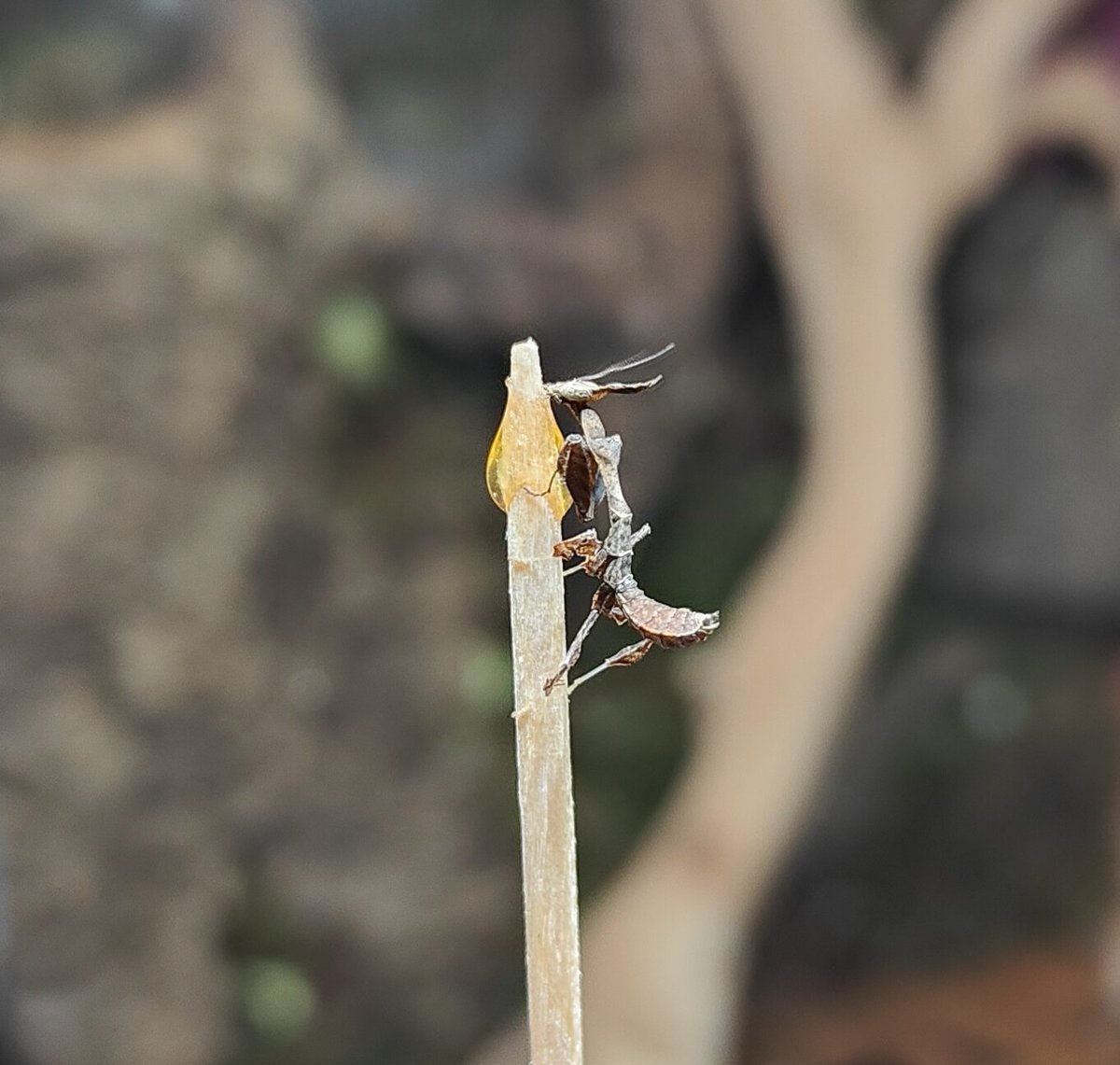 xCrescentMagex's tweet photo. The littlest friends. Phyllocrania paradoxa nymphs.
#Mantis #prayingmantis #ghostmantis #mantids #mantid https://t.co/04ganB9ZmG