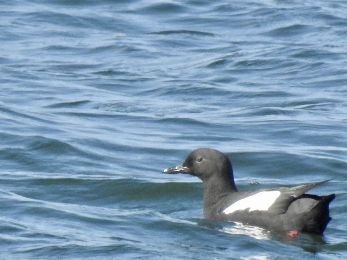 LaCorvusCorax's tweet photo. Ceci n’est pas un pigeon. #pigeonguillemot #alcids #auks #whidbeyisland https://t.co/cKLbHJfPeo