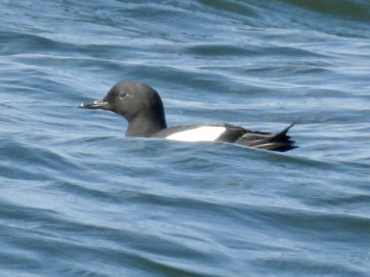 LaCorvusCorax's tweet photo. Ceci n’est pas un pigeon. #pigeonguillemot #alcids #auks #whidbeyisland https://t.co/cKLbHJfPeo