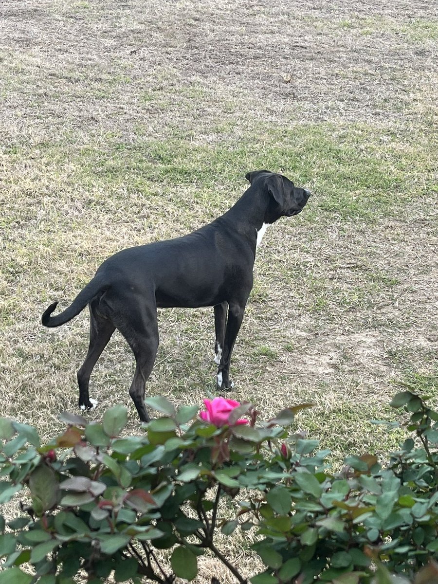Loves being outside watching the flowers starting to bloom as the baby plays #HCSelfCare <a href="/ms_nlee/">Nicki Lee</a> <a href="/TiffCooper123/">Tiffany Cooper</a> <a href="/HortonsCreekES/">Hortons Creek ES</a>
