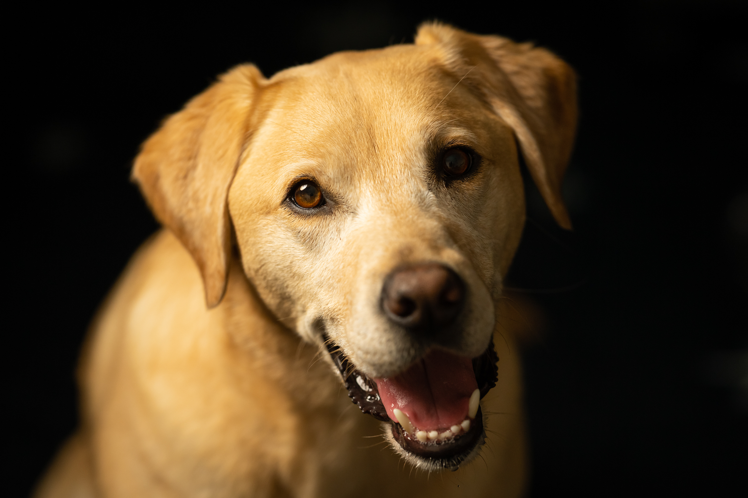 Mariners introduce Tucker, team's new clubhouse dog from local shelter 