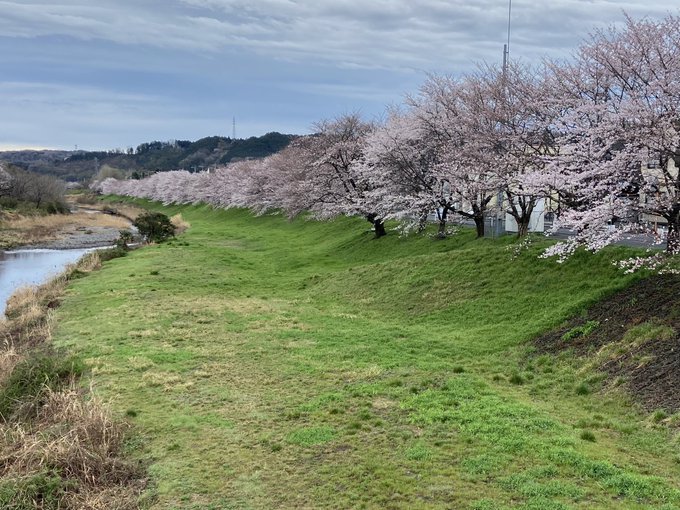 「春はお花が満開なの」昨晩の夜桜　ヘッデン持参😄＃ヤマノススメ ＃矢川橋 ＃飯能 