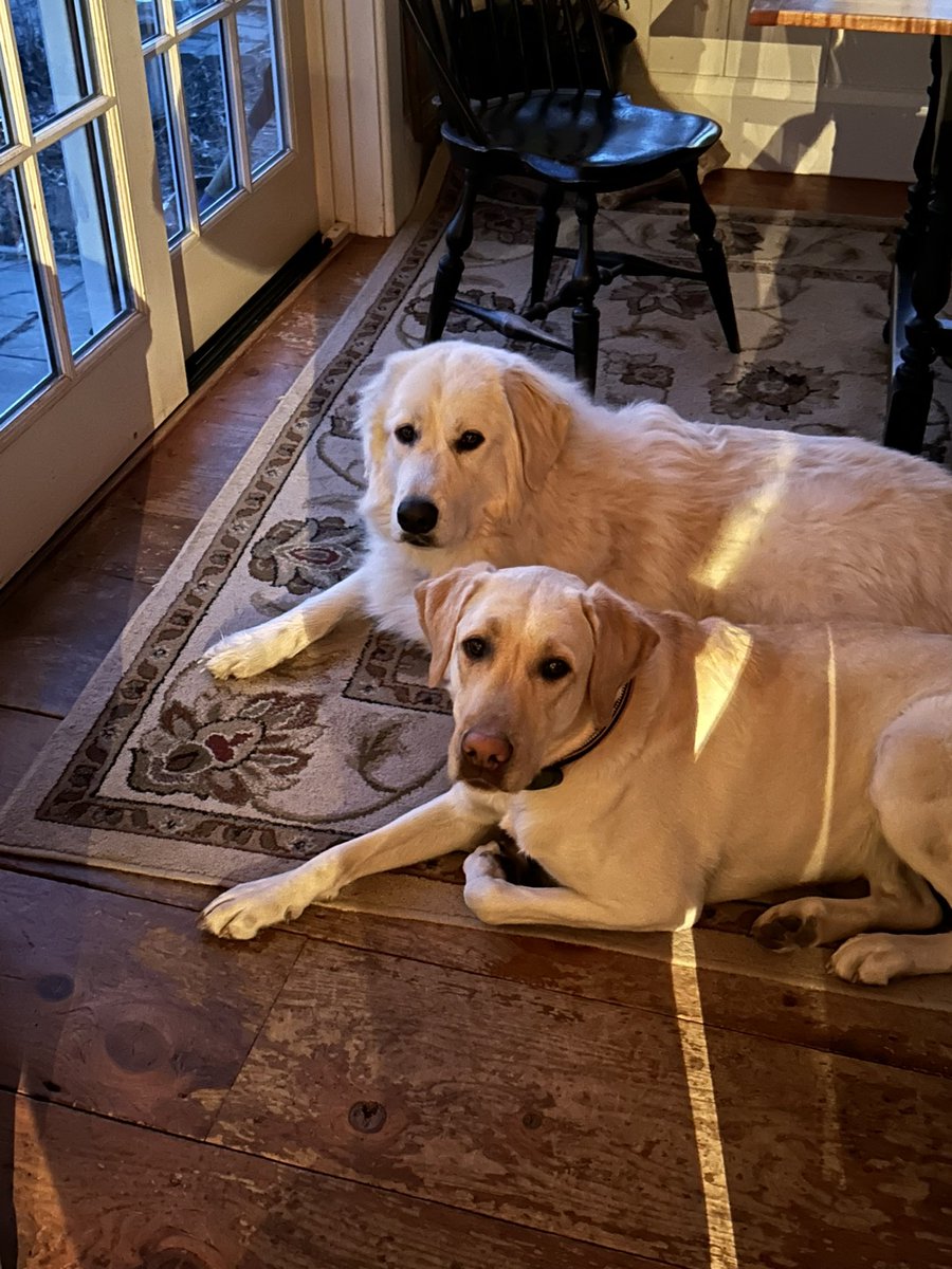 Foxglovesferns's tweet photo. @7News Lily and Hallie!! https://t.co/bVP2nLxPYa