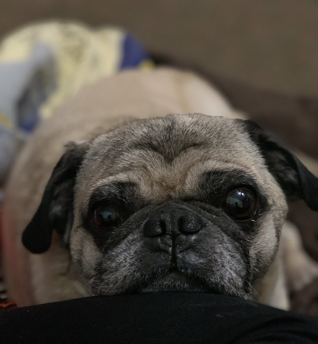 shaunaburr's tweet photo. @dog_rates 😍 https://t.co/WRDU8OZiCs