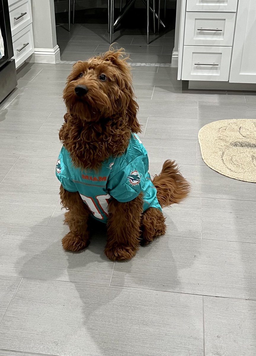miami dolphins dog sweater