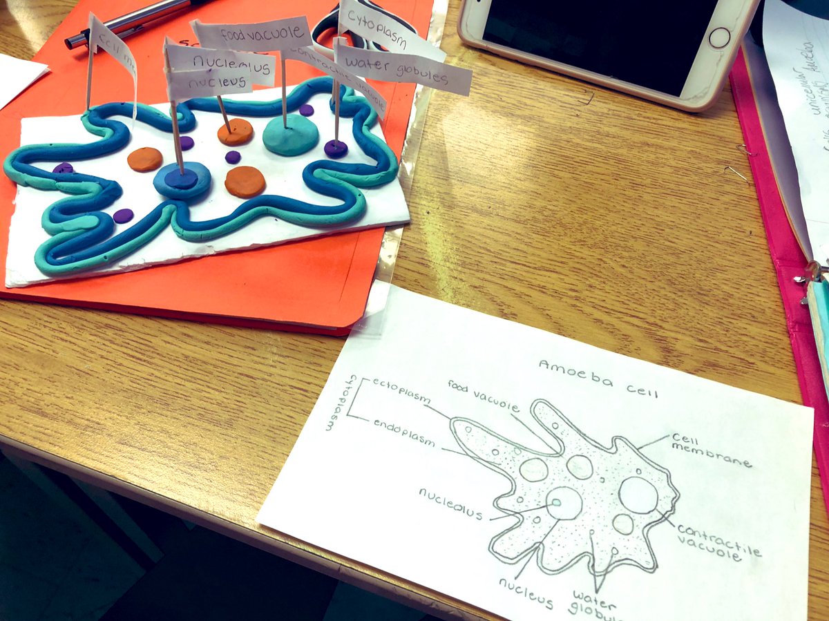 MissJadoonanan's tweet photo. 8-B science learning about #cells, is coming to an end with the culminating task of researching, creating and drawing an unicellular organism of choice. These works in progress are ex-cell-ent! 🧬 #STEMeducation @ArdaghBluffsPS https://t.co/fjsbVezVzo