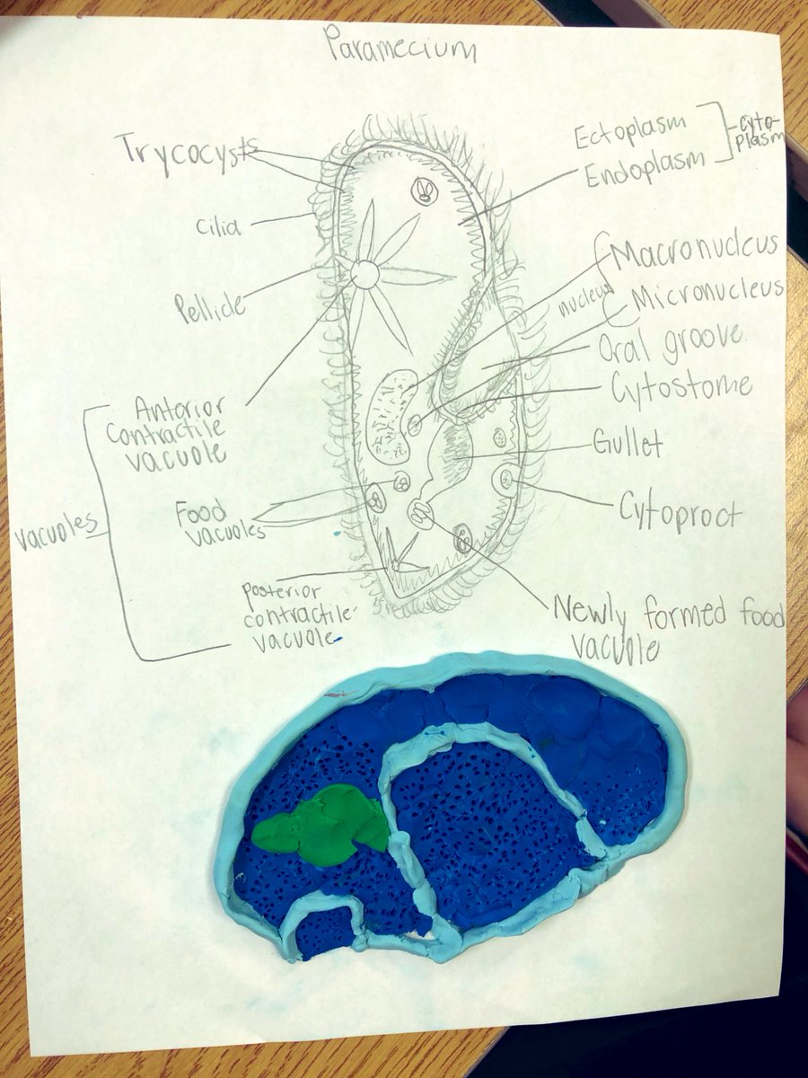 MissJadoonanan's tweet photo. 8-B science learning about #cells, is coming to an end with the culminating task of researching, creating and drawing an unicellular organism of choice. These works in progress are ex-cell-ent! 🧬 #STEMeducation @ArdaghBluffsPS https://t.co/fjsbVezVzo