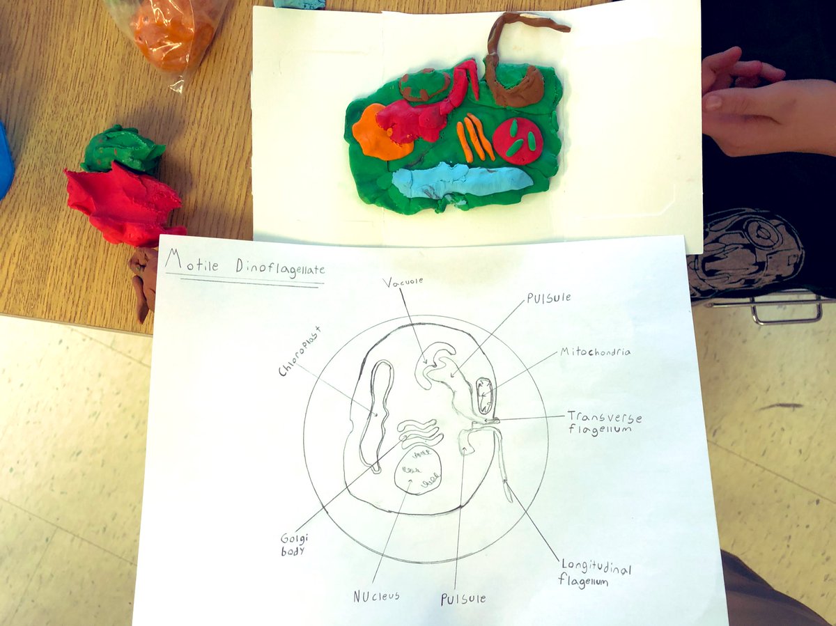 MissJadoonanan's tweet photo. 8-B science learning about #cells, is coming to an end with the culminating task of researching, creating and drawing an unicellular organism of choice. These works in progress are ex-cell-ent! 🧬 #STEMeducation @ArdaghBluffsPS https://t.co/fjsbVezVzo