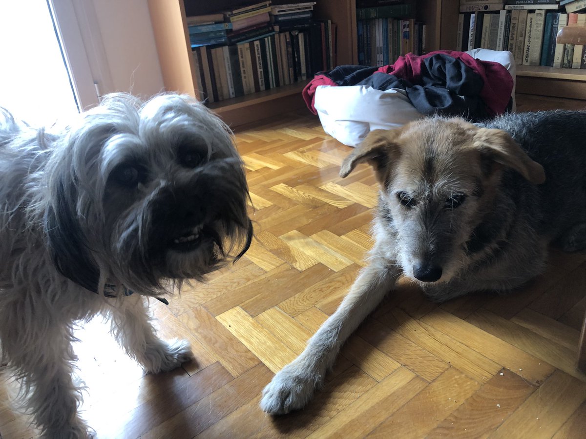 lasharo's tweet photo. @dog_rates https://t.co/zVuFJrV8tQ