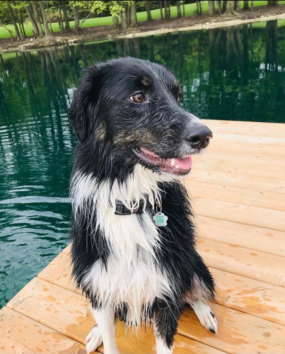 Puppy Day, Dog Day, Best Friend Day, what ever it is this Molly. She is  a part of the family for sure. Always happy to see you even when you aren’t happy. #betterthanwedeserve