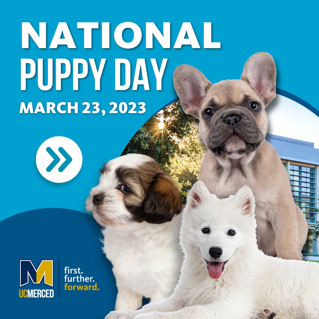 GO2UCMerced's tweet photo. 🐾 Happy National Puppy Day! 🐶 We're excited to introduce you to the furry members of our UC Merced family! 🏡💙💛

#NationalPuppyDay #DogsofUCMerced #ucmerced #lifeatucmerced @uofcalifornia https://t.co/w43Xn3Qku3