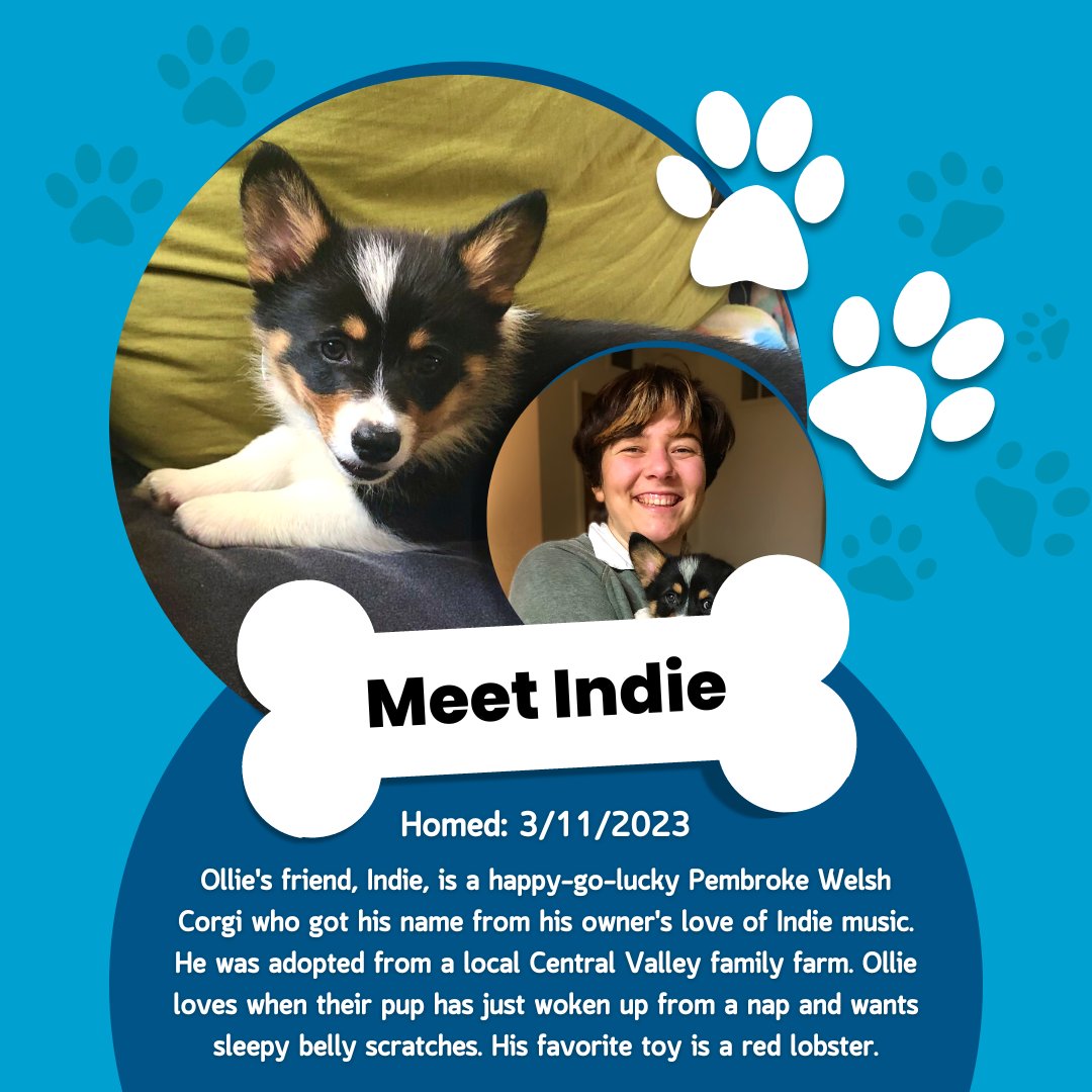 GO2UCMerced's tweet photo. 🐾 Happy National Puppy Day! 🐶 We're excited to introduce you to the furry members of our UC Merced family! 🏡💙💛

#NationalPuppyDay #DogsofUCMerced #ucmerced #lifeatucmerced @uofcalifornia https://t.co/w43Xn3Qku3