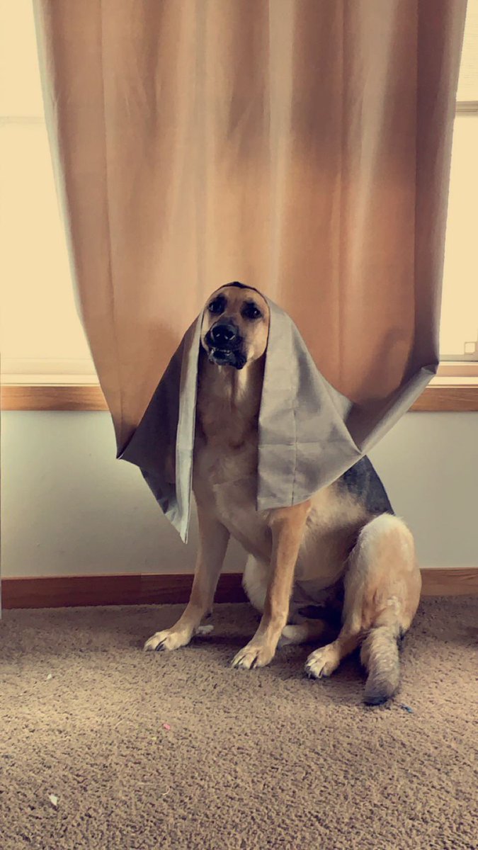 HeatherRoseW's tweet photo. @dog_rates My puppies Mya (5-years) and Moe (3 months) https://t.co/zeoLdRnoB4