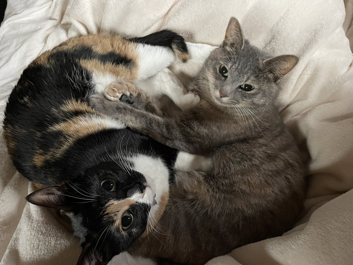 KikisSuper's tweet photo. #CatsOfTwitter #catlover #BFFs
まだまだねむいね。 https://t.co/yjgBLxAvgY