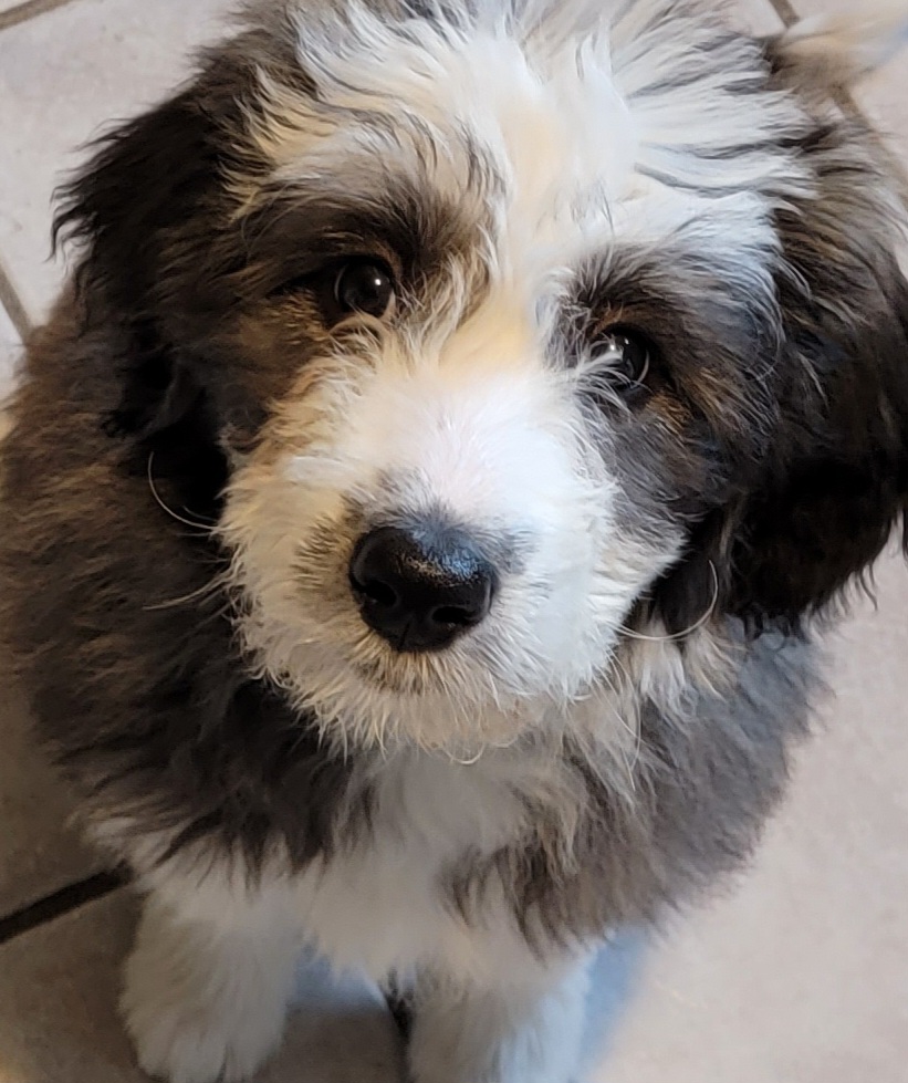 HighTechAB's tweet image. Whoa, Trudy almost missed #NationalPuppyDay

Hello friends!