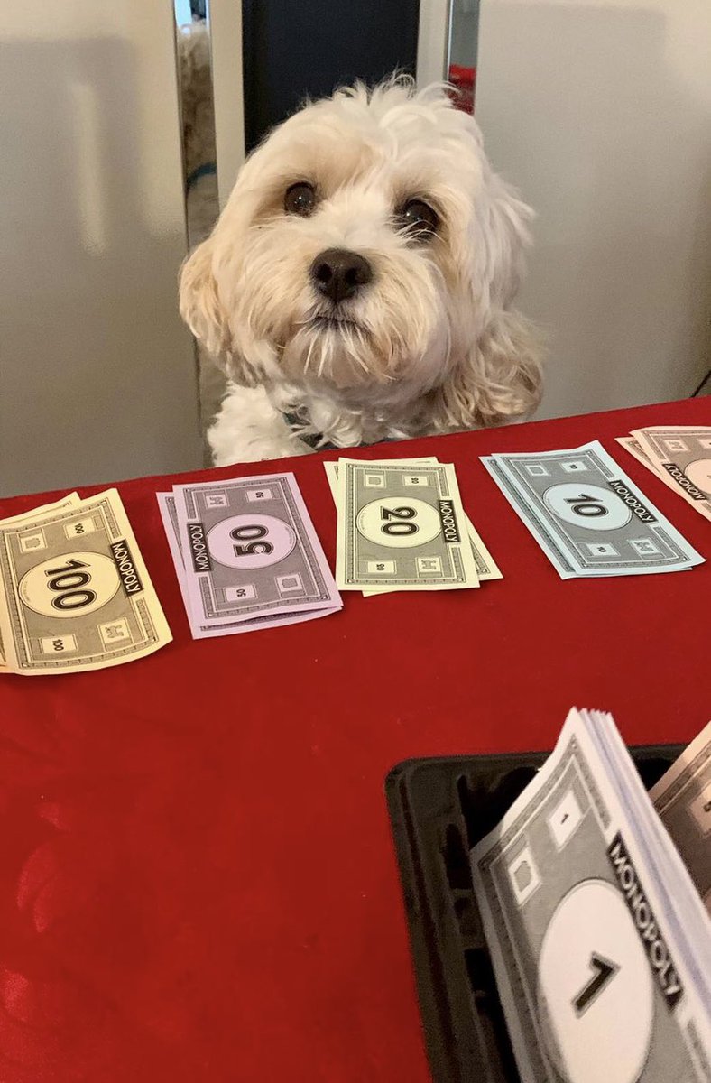 Zeus_and_Ted's tweet photo. Hello paw friends, Teddy here! I thought I would share one of my favourite moments for throwback Thursday! The time I got to watch the family battle it out for ownership of the monopoly board! I had so much fun that day and I had a front row seat at the table! #ThrowbackThursday https://t.co/wkXRnZFxkW