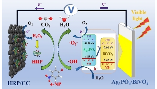 ChemSusChem's tweet photo. Horseradish Peroxidase-Coupled Ag3PO4/BiVO4 Photoanode for Biophotoelectrocatalytic Degradation of Organic Contaminants (Zhang) #CSSC_OPEN_HUST @HuazhongUST https://t.co/lj1CShUtaO https://t.co/XSfQAgZboF