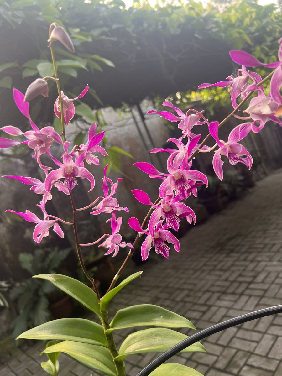 #orchid #orchids #orchidlover #orchidlovers #orchidflower #orchidworld #orchidshow #orchidshare #orchidsofinstagram #orchidlove #orchidspecies #anggrek #anggrekbulan #anggrekindonesia #anggrekmurah #anggrekbulanmurah #anggrekjogja
