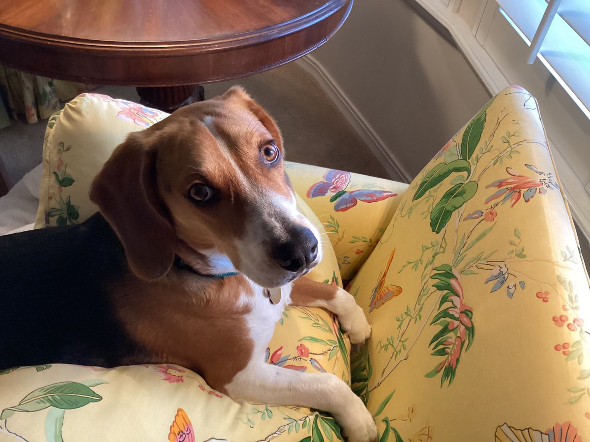 oscarwgray's tweet photo. @dog_rates Rocky - surrendered to Humane Society for being bad boy: then adopted from Humane Society for appearing to be good boy; now living best life as ALMOST perfect boy. https://t.co/fQI85lVkm2