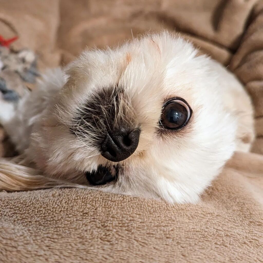 paulsimonwest's tweet photo. How my little princess lies and looks at me while I'm watching TV

#dogsofinstagram https://t.co/AEaMBq1LQA https://t.co/8kOJQBSial