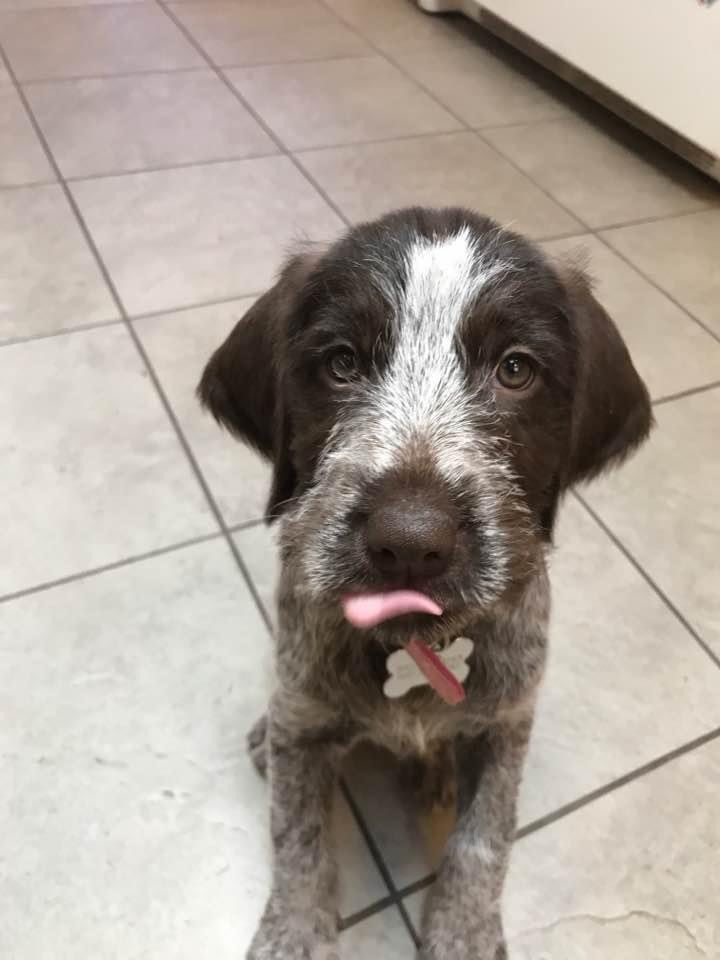 I just learned that it’s #NationalPuppyDay. 

So without further ado, our girl Padme at nine weeks back in 2017! 🐶 ♥️