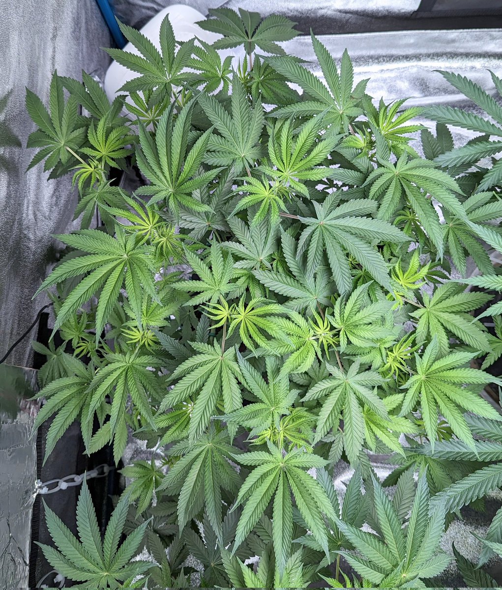 TrackMyGrow's tweet photo. @LoupeyGardener I'm in the same Grow off. One of my Yoda's mutated as well. But they are big healthy plants right now. https://t.co/gabKLypHIZ