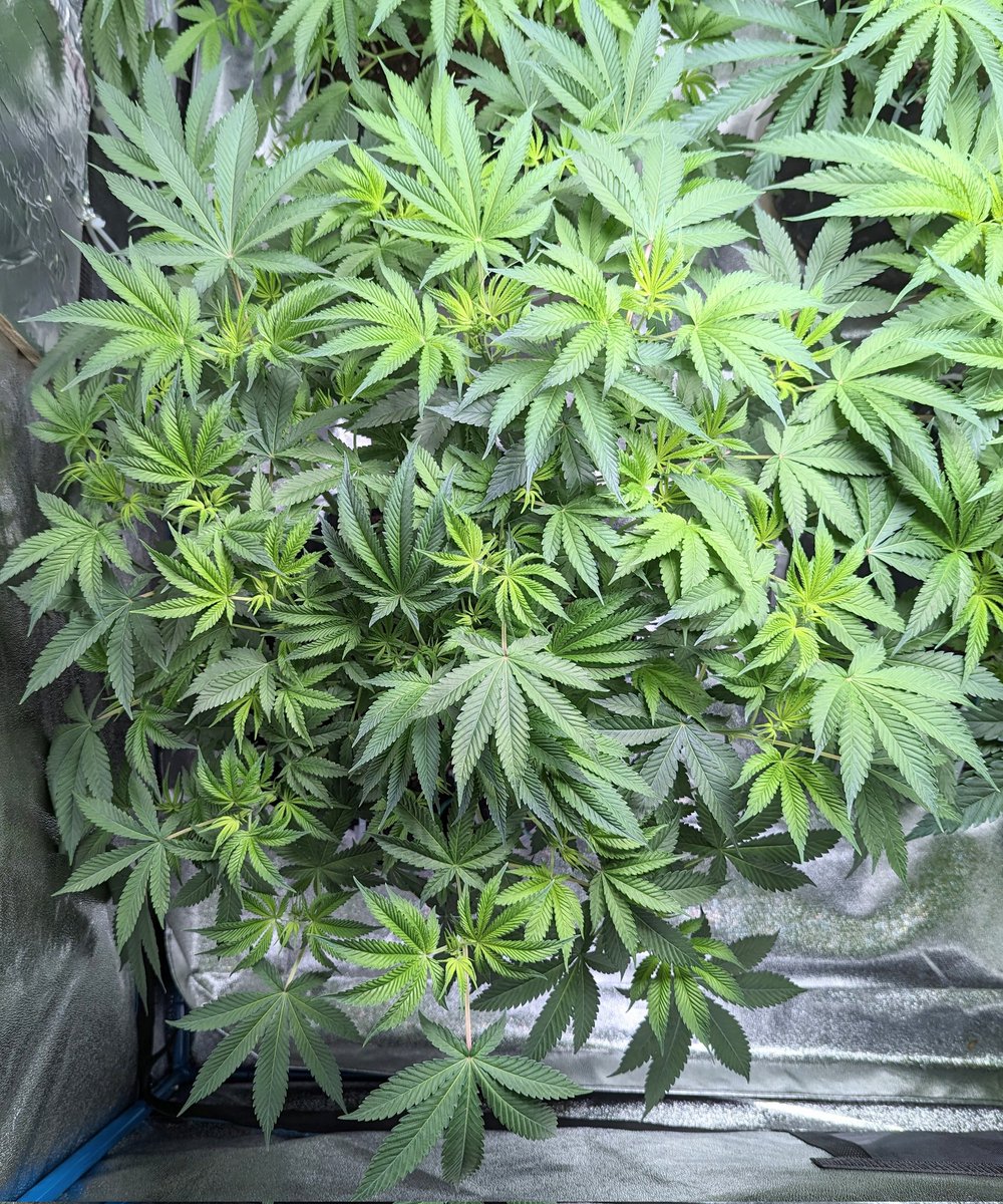 TrackMyGrow's tweet photo. @LoupeyGardener I'm in the same Grow off. One of my Yoda's mutated as well. But they are big healthy plants right now. https://t.co/gabKLypHIZ