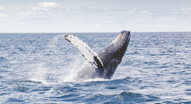 ASteiner's tweet photo. We applaud #Sweden’s leadership in adopting the new #HighSeasTreaty & safeguarding #biodiversity.
As a partner, @UNDP stands ready to support its early implementation through advocacy, finance, and innovation, our #NaturePledge & #OceanPromise. #SwedenUNDP https://t.co/ncy3MVLdwy