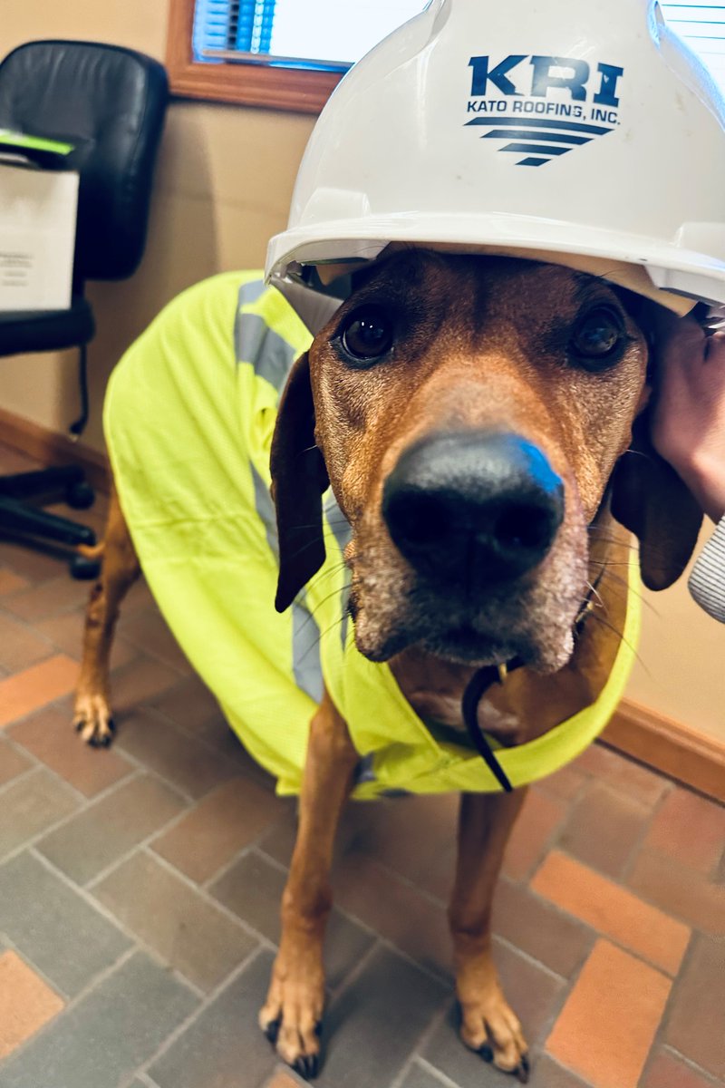 KatoRoofing's tweet image. Enzo would like to remind everyone to be wearing your proper PPE, after all.... it is National Puppy Day!   Kato Roofing is here for ALL your Commercial Roofing needs, call us today! 507.388.4112
