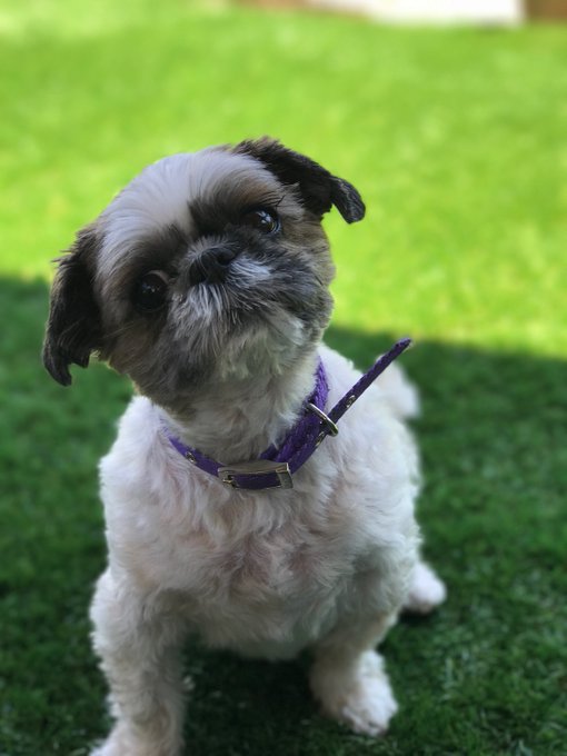 RIP to my best friend. There are no words for how much I will miss you 💔 https://t.co/Dzx9XB5rqe