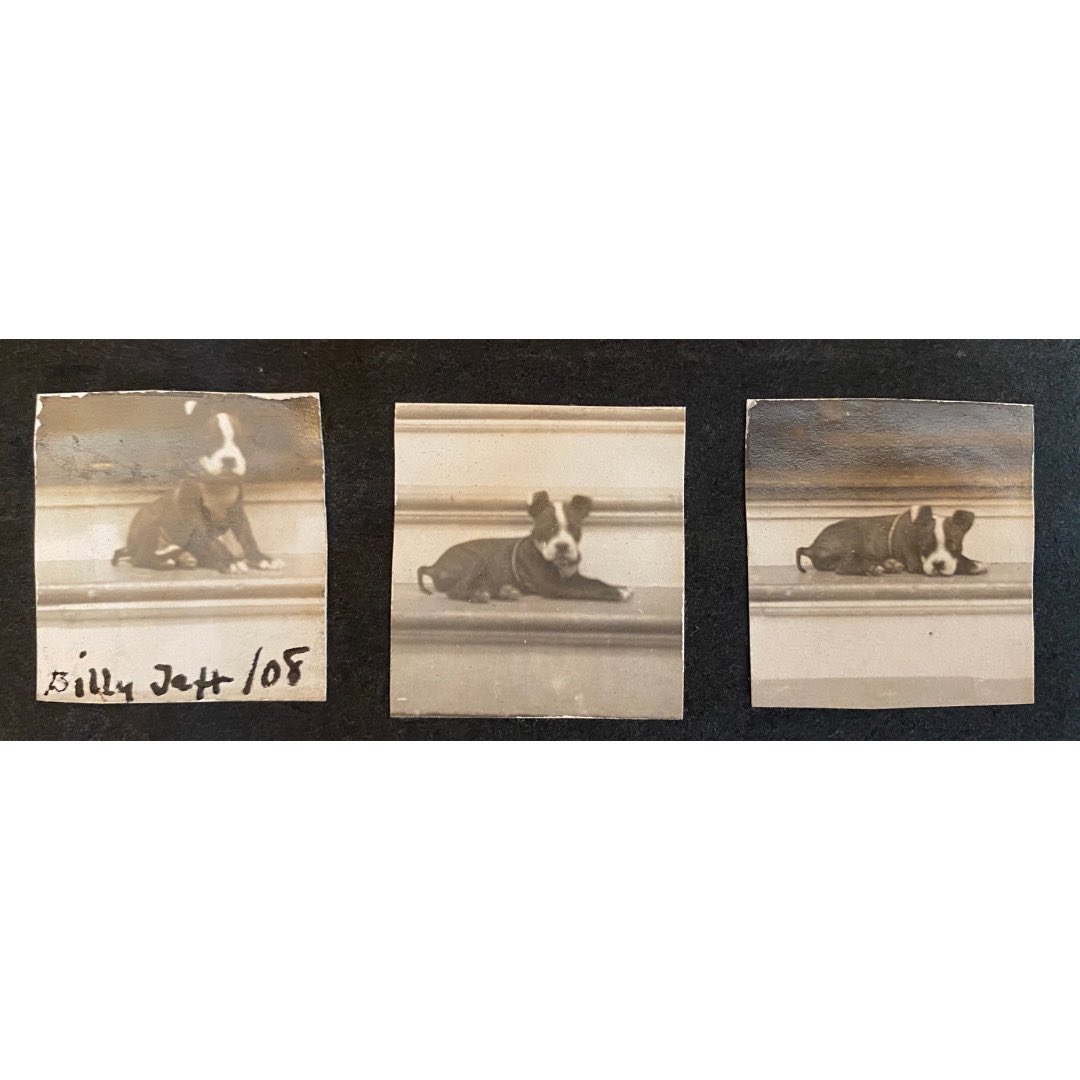 SV_History's tweet photo. Billy Taft will surely celebrate #NationalPuppyDay with you, if you'll just let him take a little nappy-nap for just a second or two... 

📸:Fairacres scrapbooks in the #CollectionsAtSVHS, 1908. https://t.co/HrzTpzAUmA