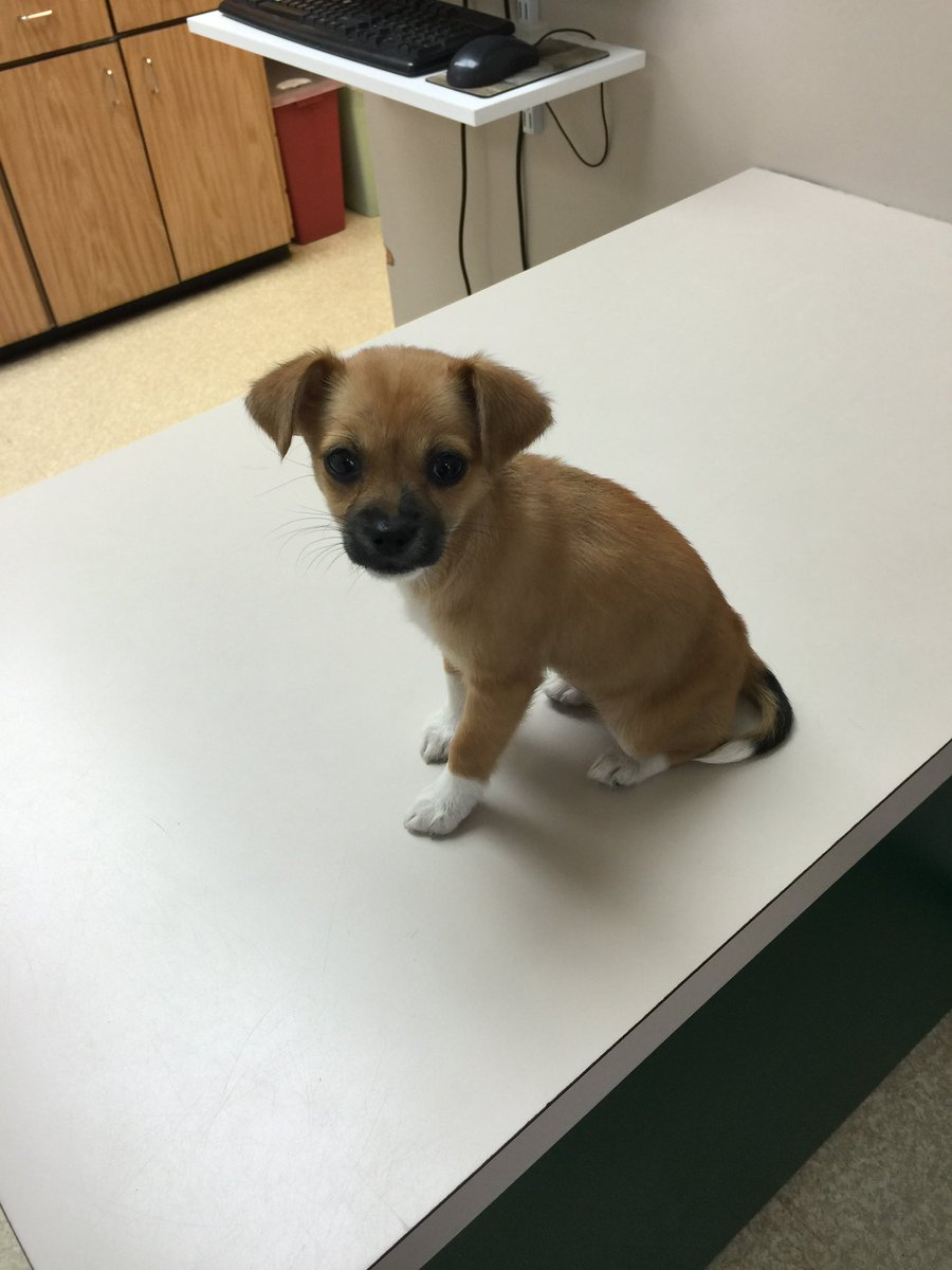 PlaneOhMe's tweet photo. @OnlyInBOS Happy National Puppy Day #Delta https://t.co/hkfEKotQfI