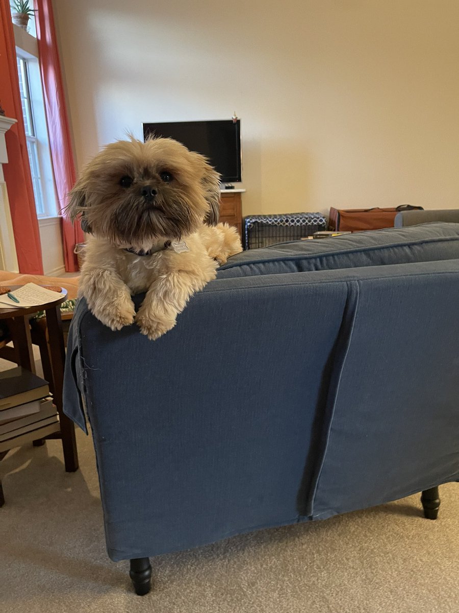 ayanowski's tweet photo. @dog_rates Truman and his chair. https://t.co/sJJDMd1aeO