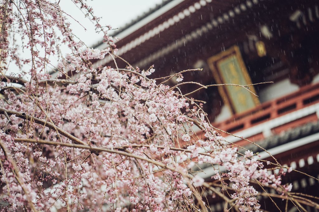 onelitsky's tweet photo. photos I took on my last day in Tokyo https://t.co/3RnCnQhd6o