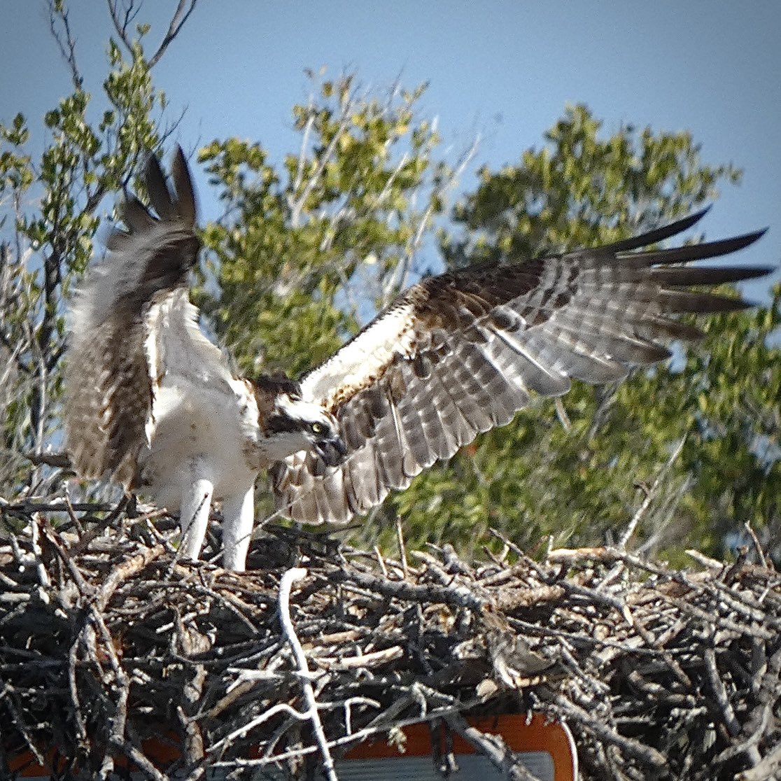 EverybodySci's tweet photo. Ospreys are relatively rare in Ontario, but they’re all over the place in southwest #Florida even at target 😳 Here is a sequence I captured as an #Osprey lands on its nest in #Everglades National Park #birding #birdphotography #birdphotos https://t.co/wOPKXmyQc9