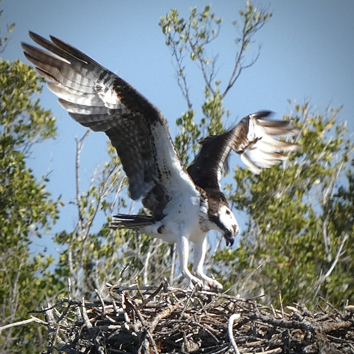 EverybodySci's tweet photo. Ospreys are relatively rare in Ontario, but they’re all over the place in southwest #Florida even at target 😳 Here is a sequence I captured as an #Osprey lands on its nest in #Everglades National Park #birding #birdphotography #birdphotos https://t.co/wOPKXmyQc9