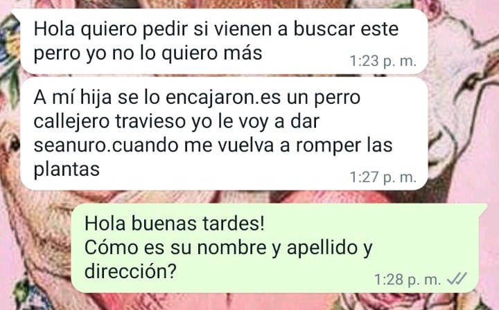 CorazonDeTrapo3's tweet photo. En el día de ayer recibimos esta amenaza de parte de una persona por un supuesto "mal comportamiento" de su mascota.

Como pueden ver el estado de este angelito es de haber pasado toda la noche bajo la tormenta y días afuera sin si quiera tener un trapito para dormir. https://t.co/b8m6ut2bY1
