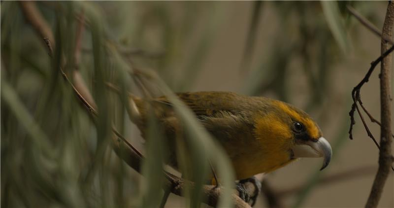HIPacParks's tweet photo. The National Park Service (#NPS) at #Haleakalā NP will move forward with a plan to reduce the transmission of #avianmalaria to threatened &amp; endangered forest birds by suppressing invasive mosquito populations. The NPS will use an #incompatibleinsecttechnique (IIT) . https://t.co/O24cfx9iNC