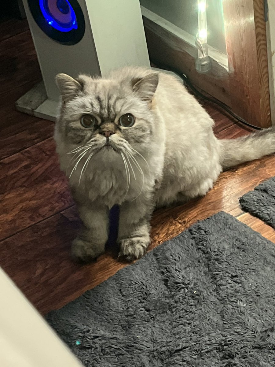 malachlx's tweet photo. rip knuckles u were my best friend for 9 years i love u https://t.co/6ef45WYzGS