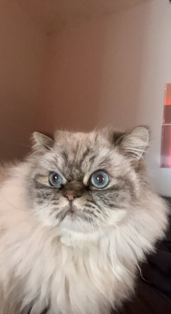 malachlx's tweet photo. rip knuckles u were my best friend for 9 years i love u https://t.co/6ef45WYzGS