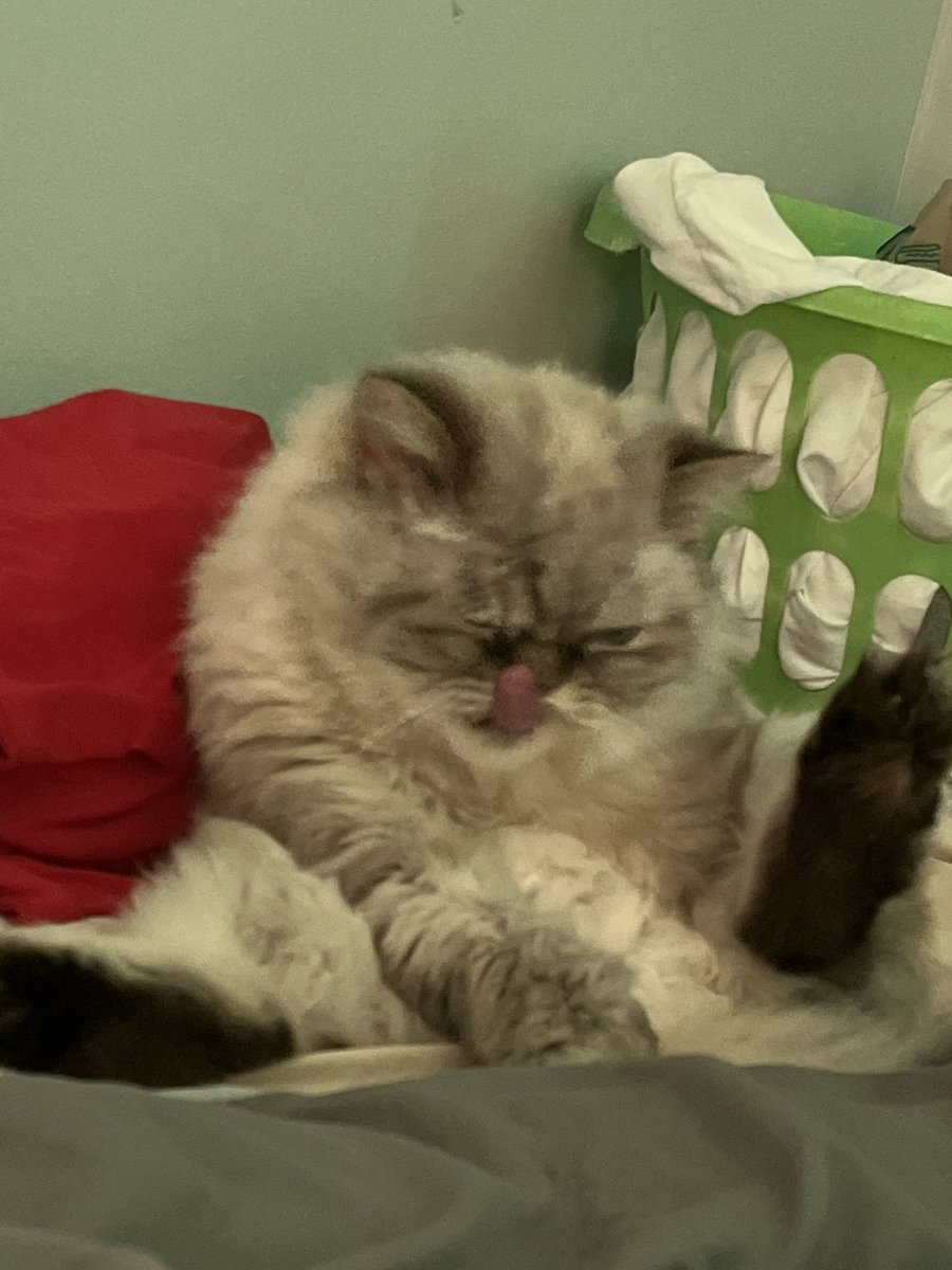malachlx's tweet photo. rip knuckles u were my best friend for 9 years i love u https://t.co/6ef45WYzGS