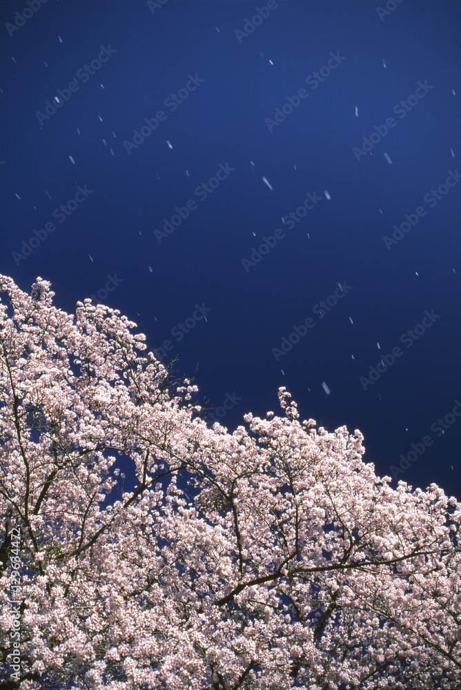 velvia100's tweet photo. Spring breeze and blue sky
https://t.co/W3Qk6x6WSt
#Spring #cherrytree #cherryblossom #flower #petal #wind #springwind #sky #bluesky #blue #nature #landscape #Japan https://t.co/BcVgijzgyF