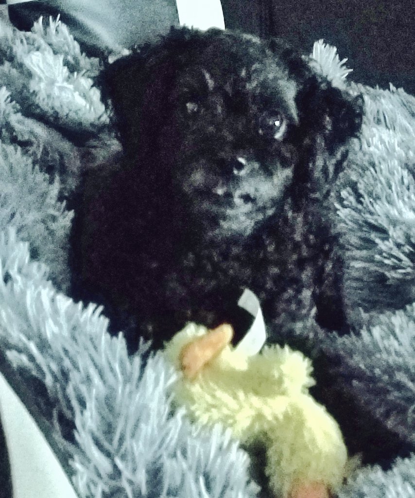 michelleismyna2's tweet photo. Happy National Puppy Day!! #BitsyBoo https://t.co/BXpSbzZ5t6