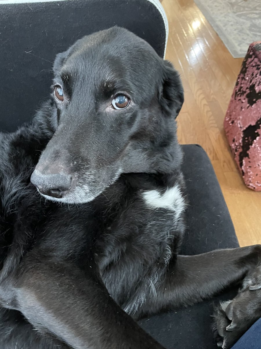 SusieSwithers's tweet photo. @PavlovSociety Picasso and Ziva https://t.co/t950U4btIL