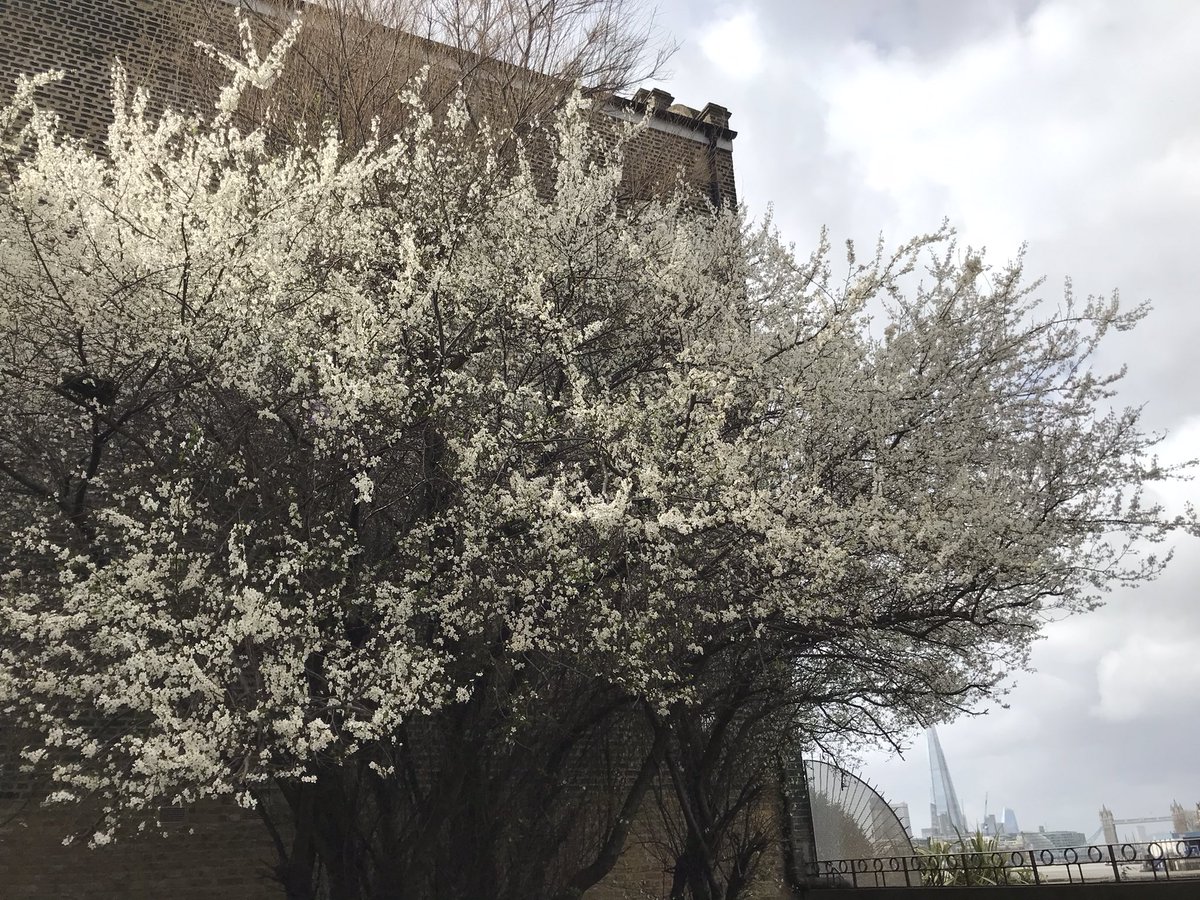 TunedInLDN's tweet photo. What beautiful spring blossom I’ve been spotting on my #cyclerides! Thanks @BermondseyTrees: I hadn’t known about the beautiful #mimosa tree. https://t.co/rLYNGO17QA