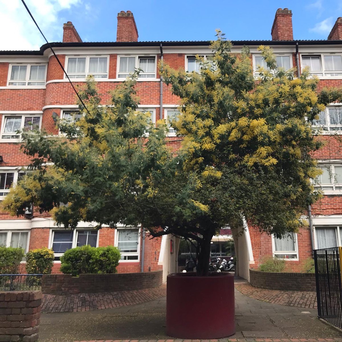 TunedInLDN's tweet photo. What beautiful spring blossom I’ve been spotting on my #cyclerides! Thanks @BermondseyTrees: I hadn’t known about the beautiful #mimosa tree. https://t.co/rLYNGO17QA