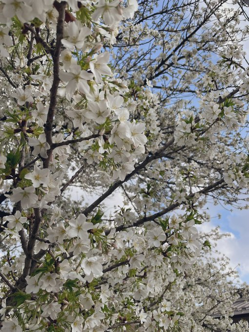 ねぇ、秒速5センチなんだって。桜の花の落ちるスピード。秒速5センチメートル。 