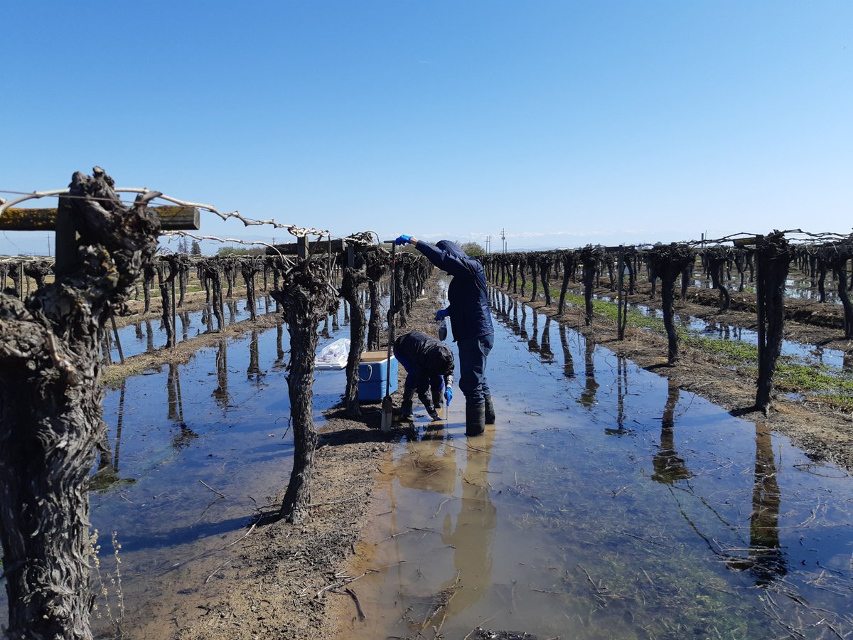 Ag&Natural Resources (@ucanr) on Twitter photo .<a href="/ucdavisCAES/">CA&ES, UC Davis</a> researchers @hedahlke & <a href="/grapetweets/">Matthew Fidelibus</a> are looking for ways to reduce #nitrate contamination from groundwater #recharge. Light irrigation before flooding stimulates microbes to remove nitrates from #soil. 
bit.ly/40ddhIk .<a href="/ucdavisCAES/">CA&ES, UC Davis</a> researchers @hedahlke & <a href="/grapetweets/">Matthew Fidelibus</a> are looking for ways to reduce #nitrate contamination from groundwater #recharge. Light irrigation before flooding stimulates microbes to remove nitrates from #soil. 
bit.ly/40ddhIk